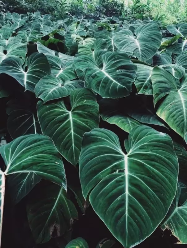Urban Jungle