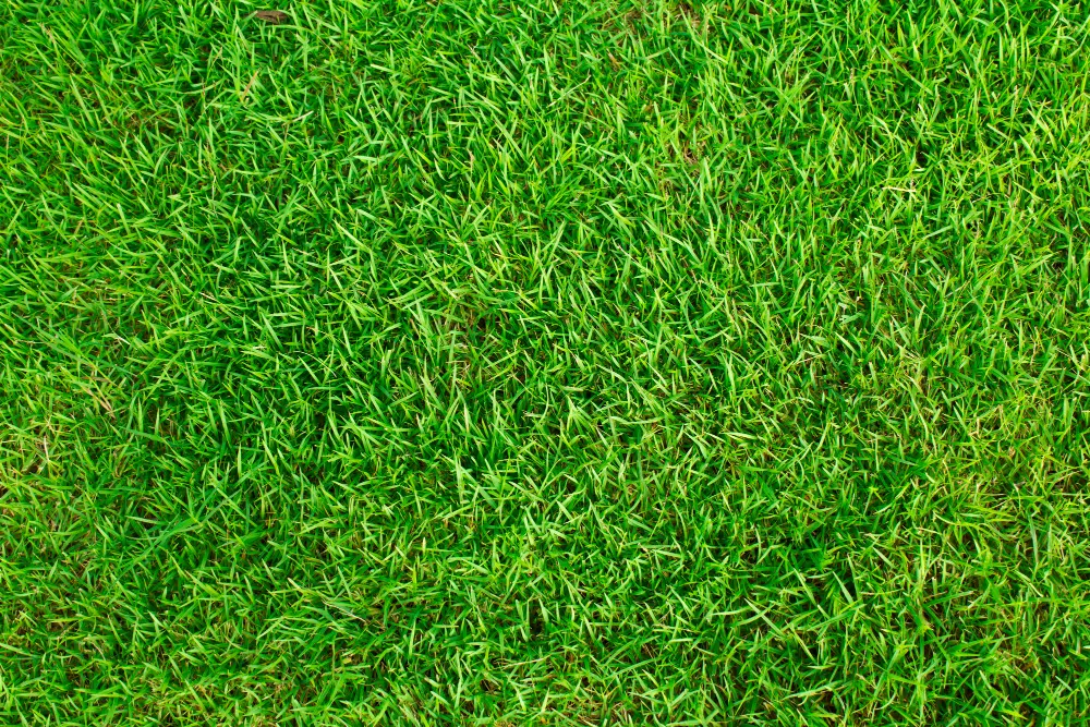 Paisagismo tolerante à seca