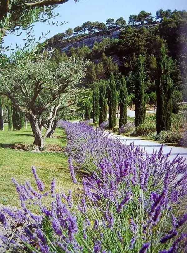 Paisagismo tolerante à seca